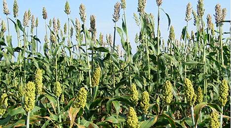 Cereals Sorghum